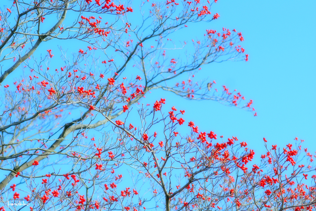 赤いお花のような木の実