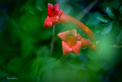 8月17日雨☂の日