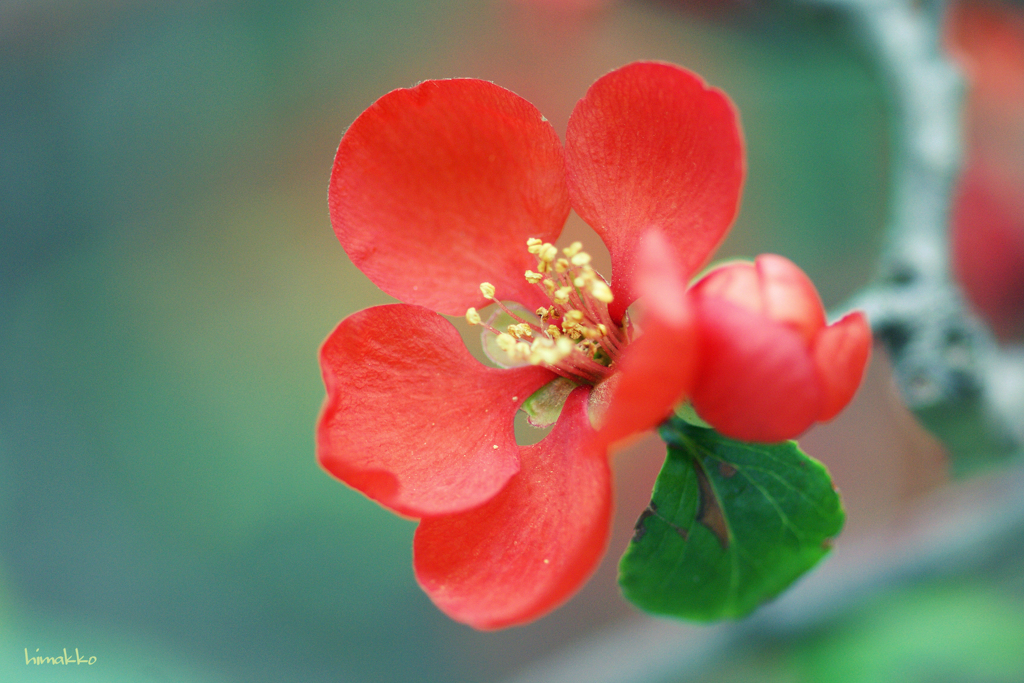 木瓜の花