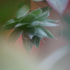 優美（花言葉）