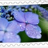 紫陽花便り