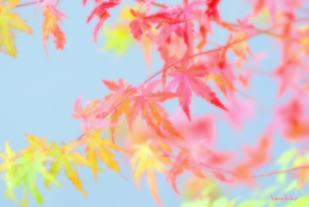 もみじ～～～～～