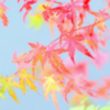 もみじ～～～～～