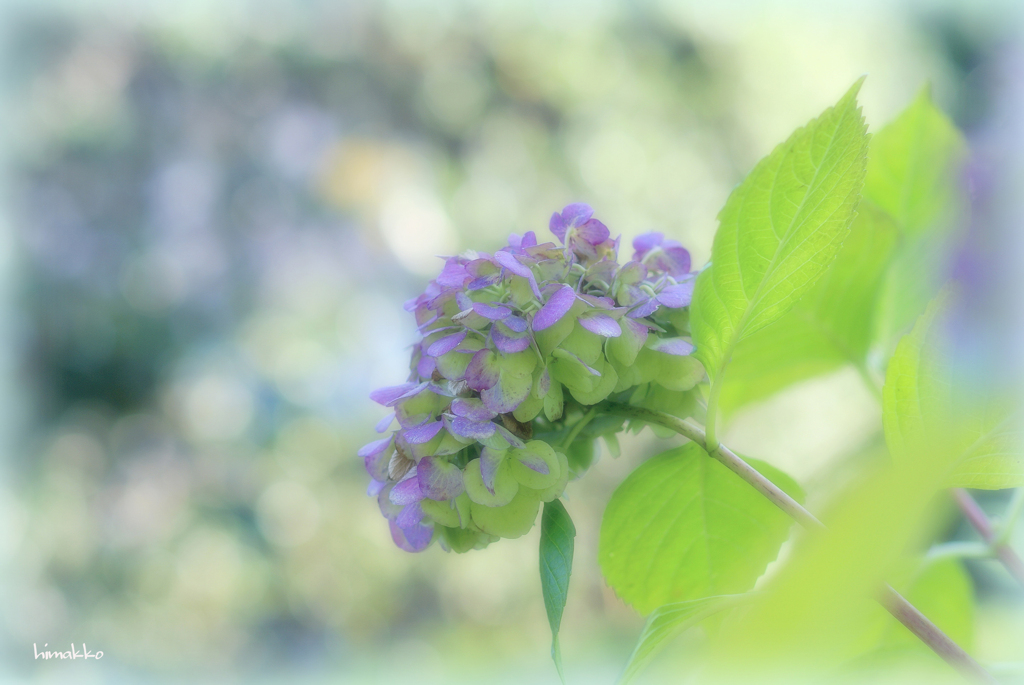 1１月の紫陽花（2020）