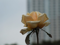 秋薔薇13