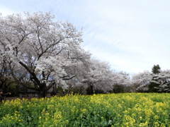 桜&菜の花1