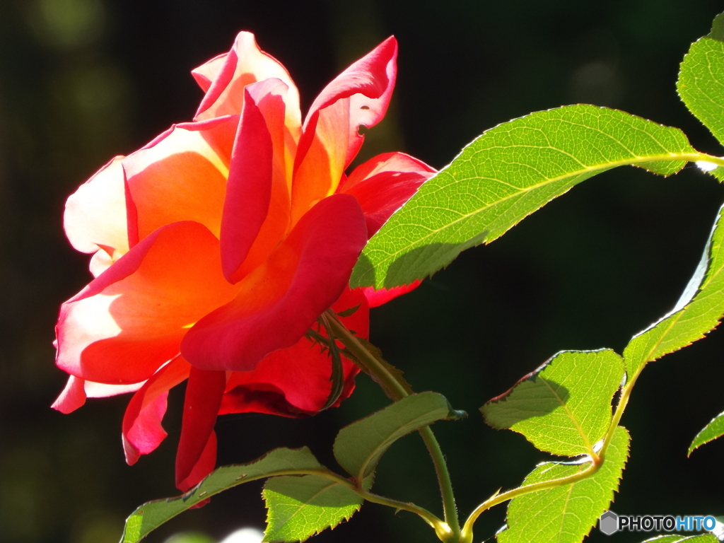 秋薔薇8