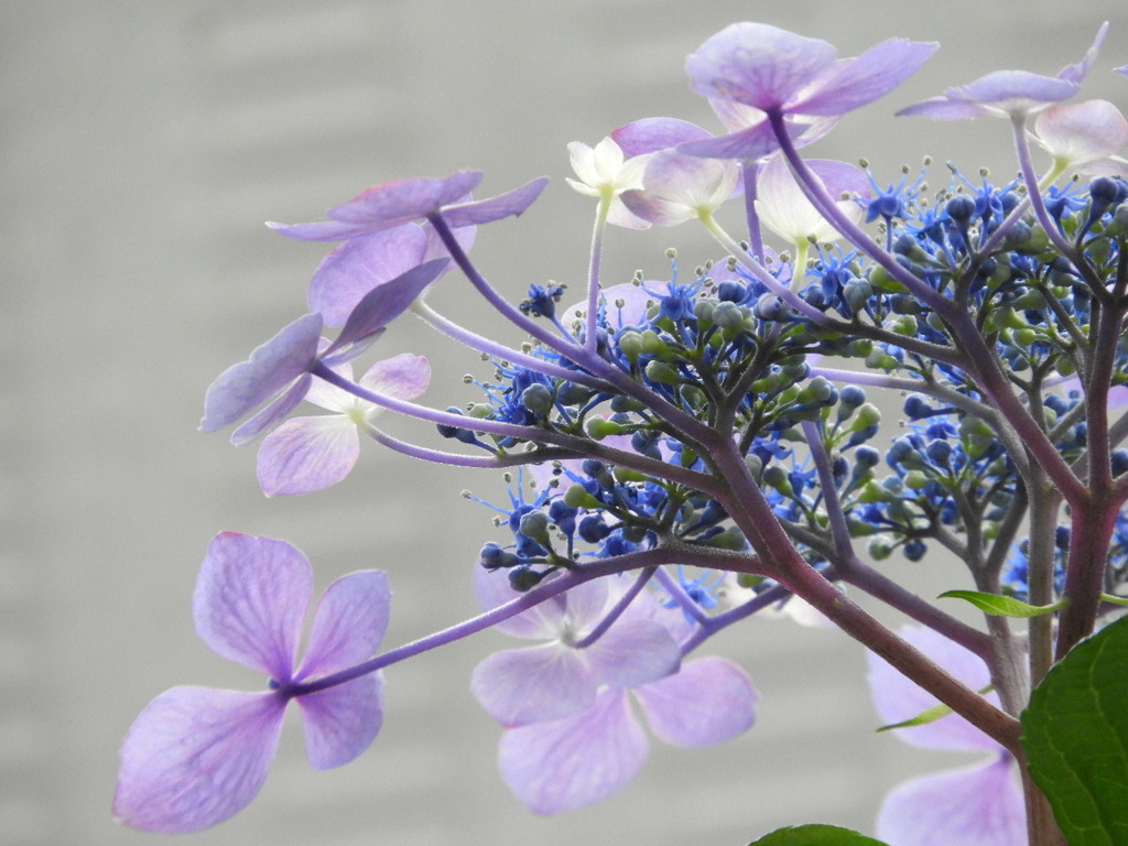 豊島園・紫陽花18