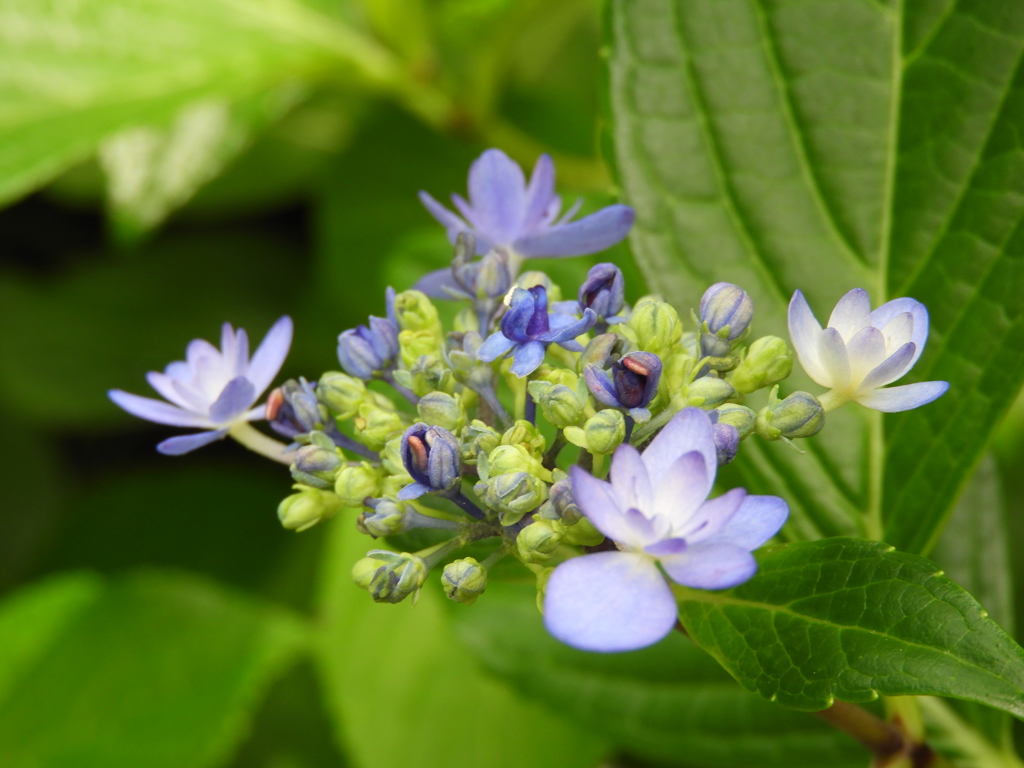 豊島園・額紫陽花8