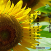 暑中3