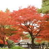 殿ヶ谷戸庭園5