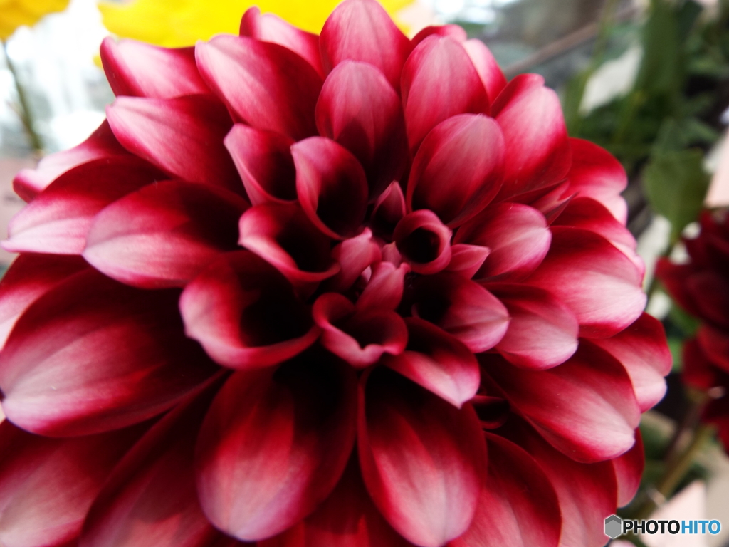 ダリアの華展19