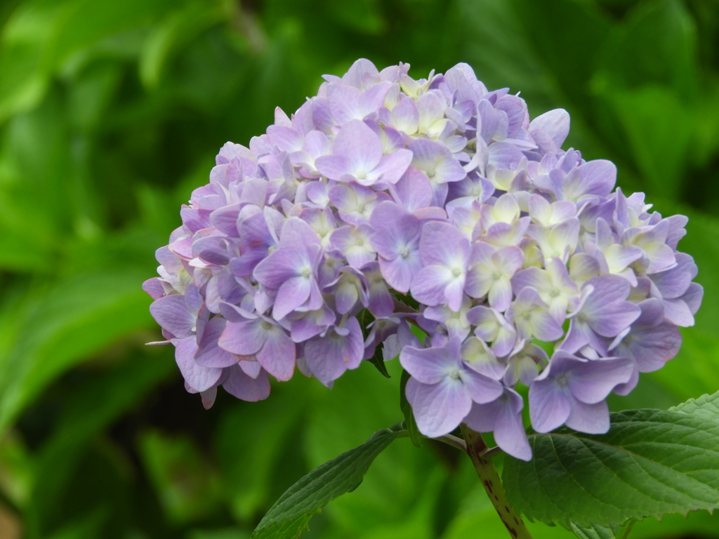 紫陽花14