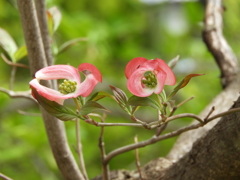 花水木6