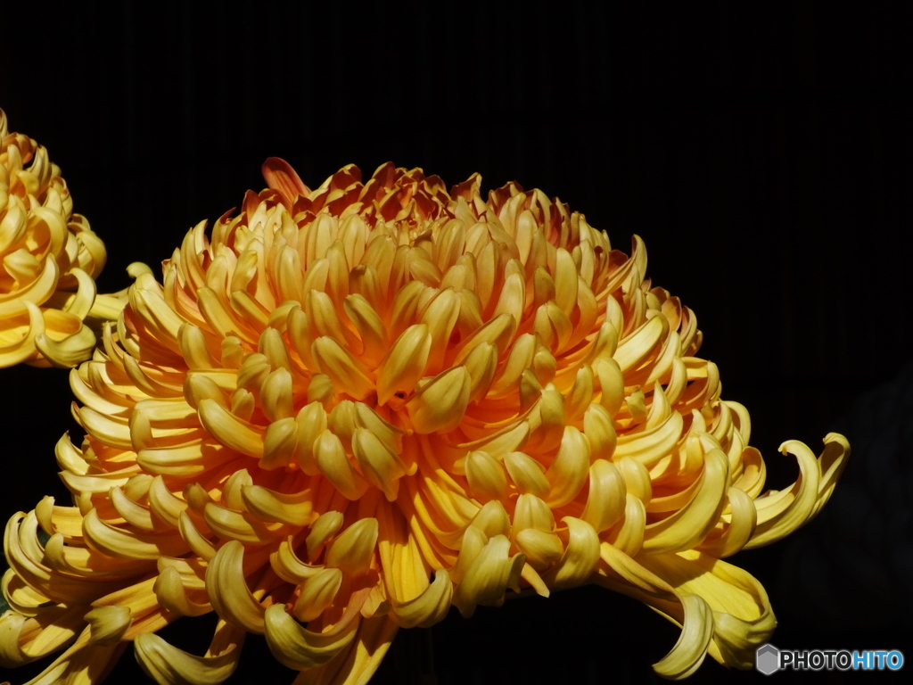 菊花展18