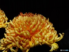 菊花展18