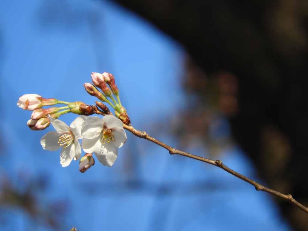 桜3
