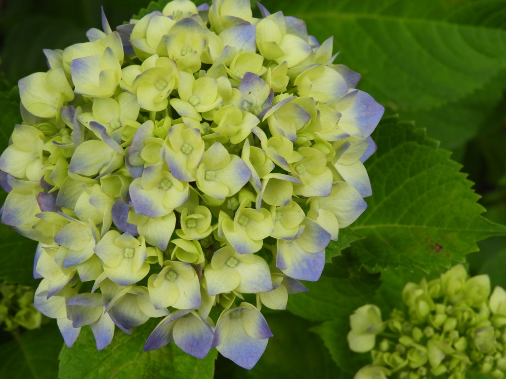 紫陽花4