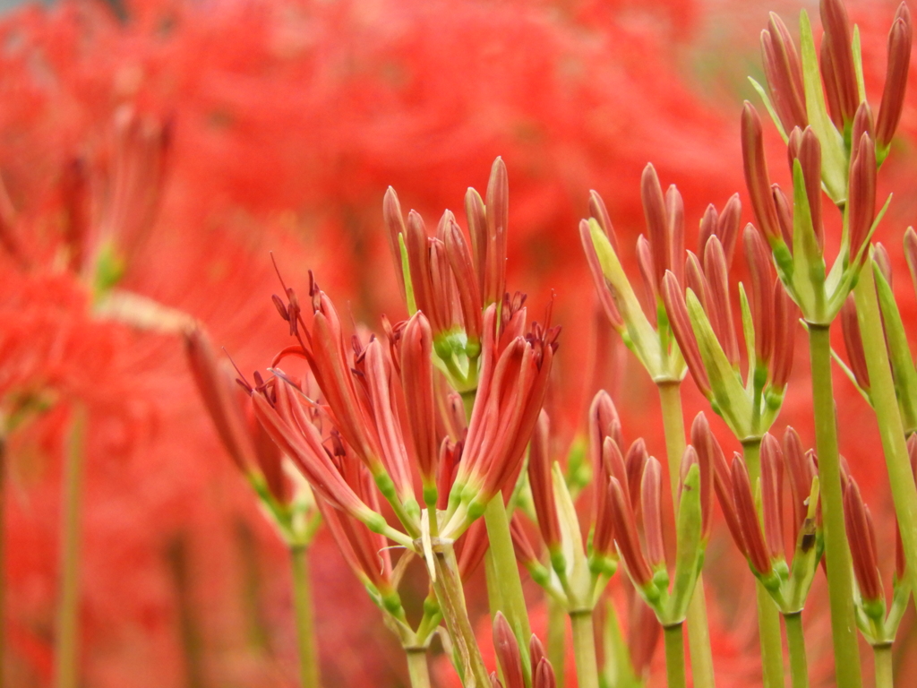 曼珠沙華18