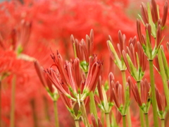曼珠沙華18