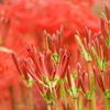 曼珠沙華18