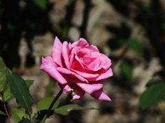 秋薔薇5