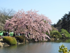 修善寺桜2