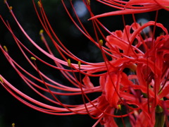 彼岸花2