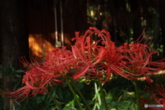 彼岸花5