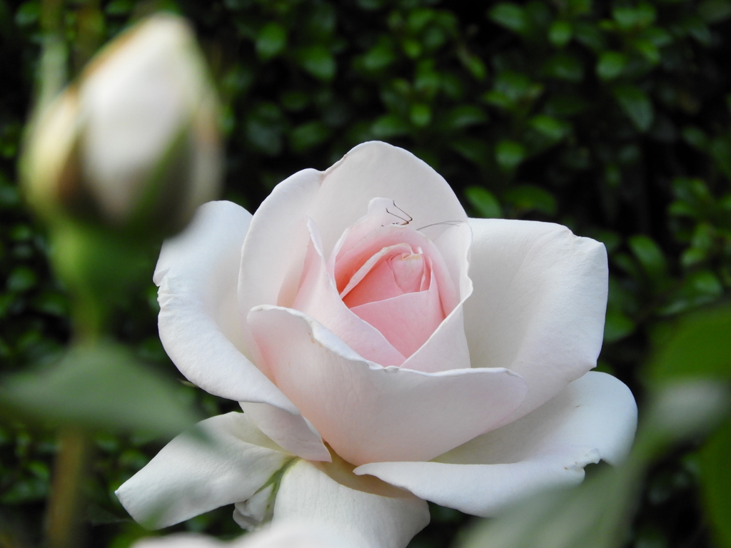 薔薇5
