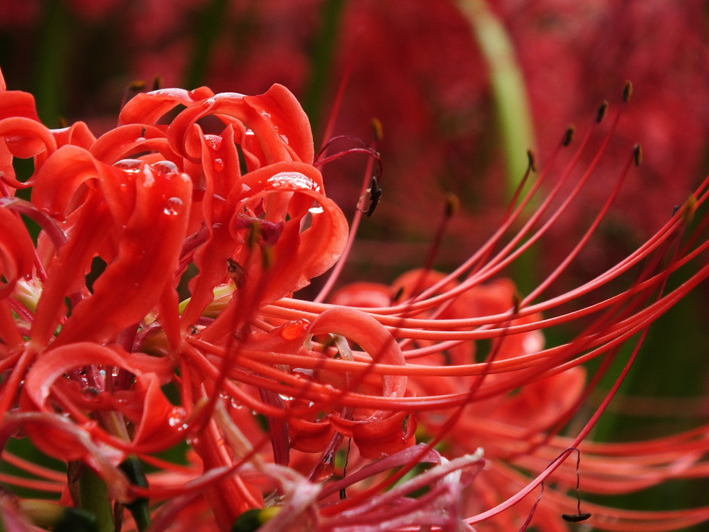 曼珠沙華5