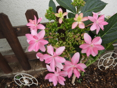 紫陽花20