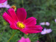 秋桜3