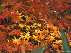 もみじ1