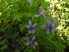 芹葉飛燕草（せりばひえんそう）