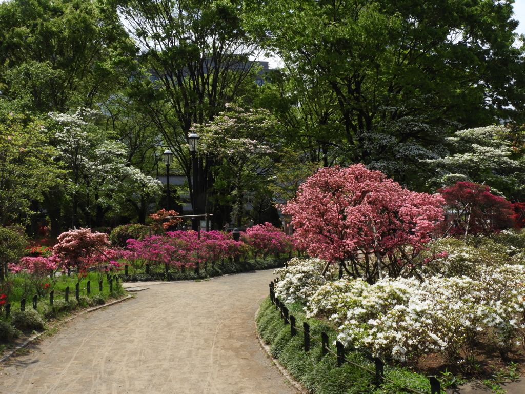 平成つつじ公園8
