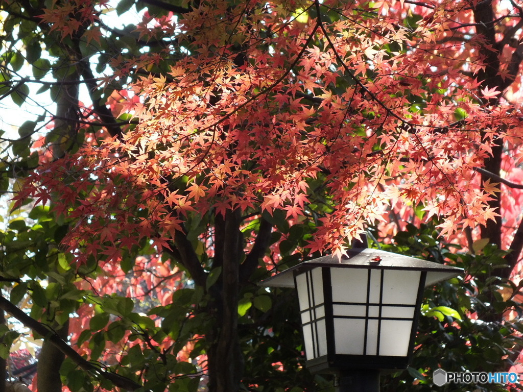 中院・紅葉3