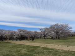 昭和記念公園・桜 4
