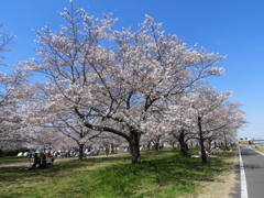 サクラ4