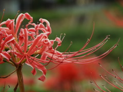 岸辺の曼珠沙華8