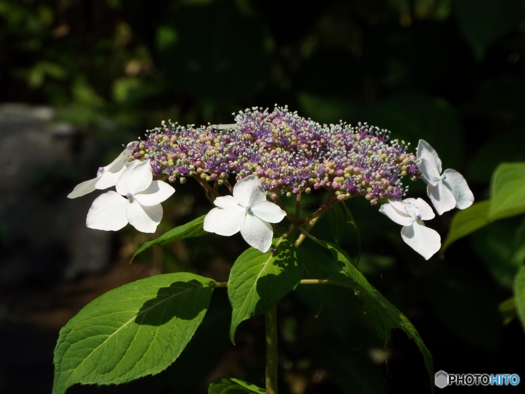 日本庭園の紫陽花1