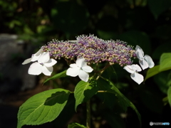 日本庭園の紫陽花1