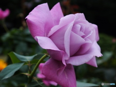 薔薇15