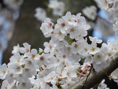 桜6