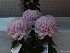菊花展3