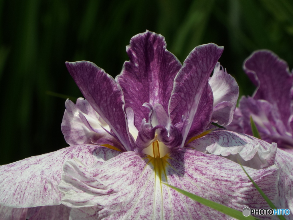 北山公園・花菖蒲2