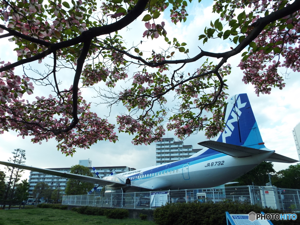 飛行機＆花水木