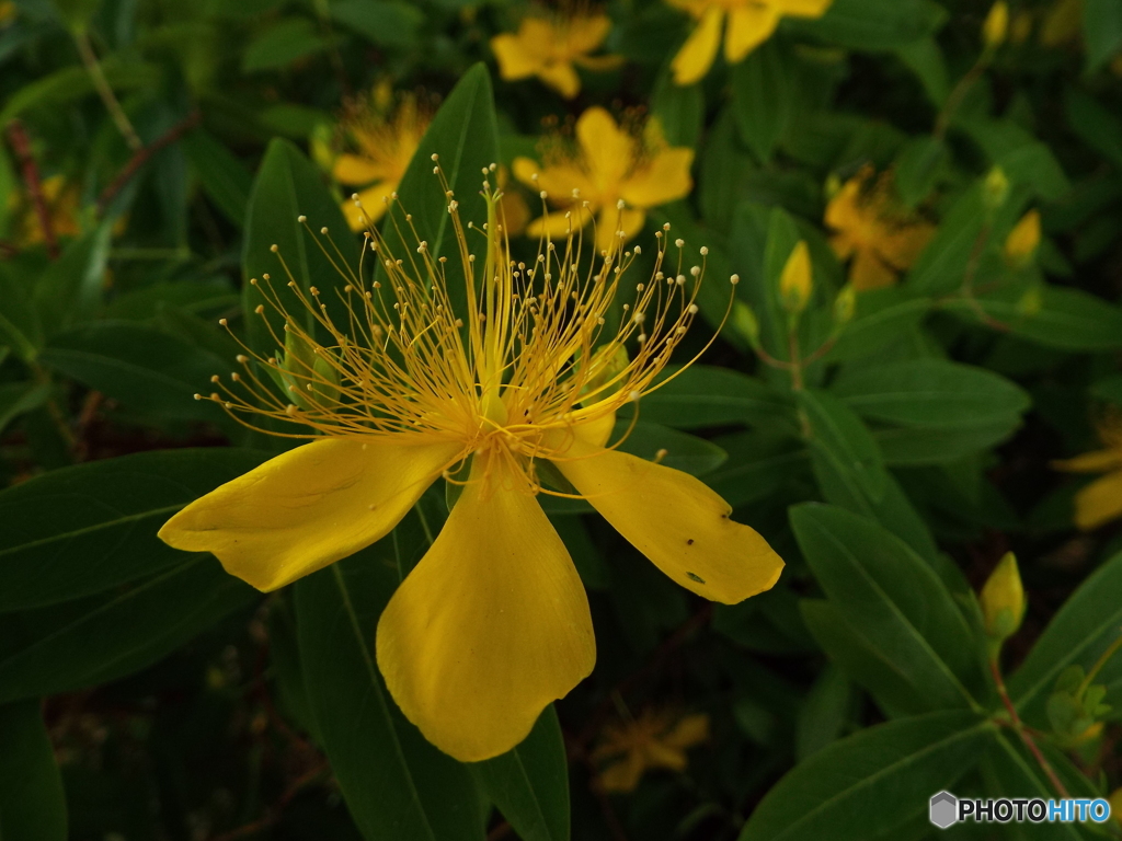深緑の彩の森入間公園18