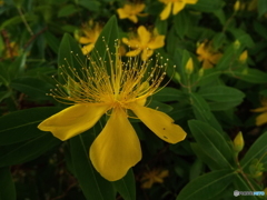 深緑の彩の森入間公園18