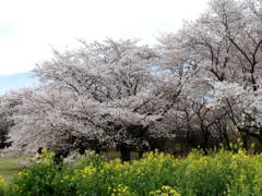 桜&菜の花3